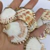 5Pcs Sector Shell Pendant Charms For DIY Necklace Bracelet Anklet