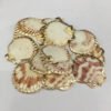 5Pcs Sector Shell Pendant Charms For DIY Necklace Bracelet Anklet